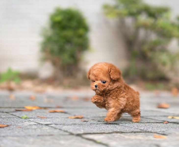 kennel-judi-teilor-toy-poodle-buy-puppy