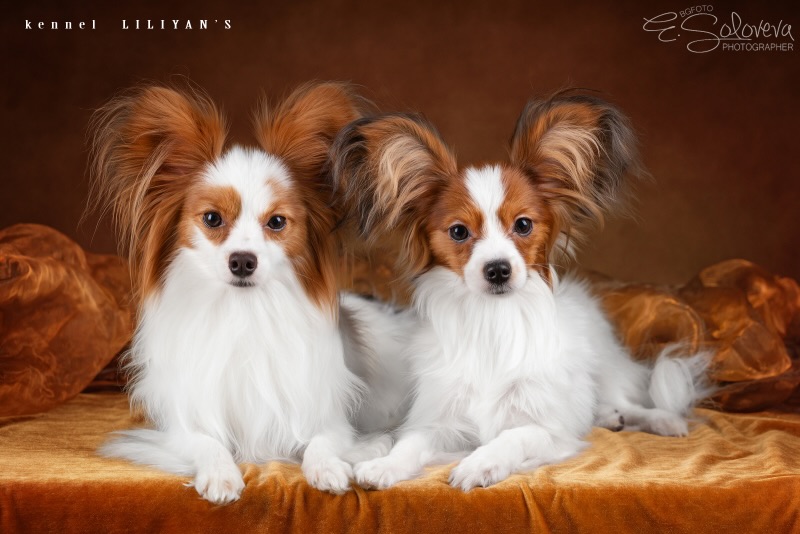 kennel-liliyans-papijon-buy-puppy