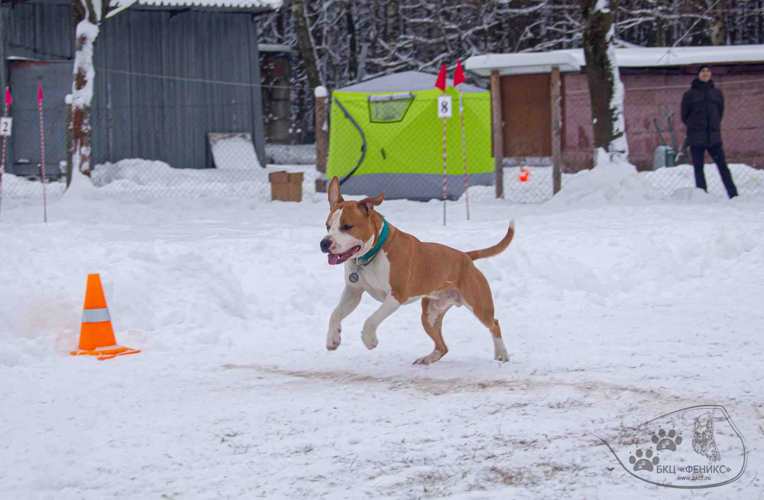 https://zoonika.com/wp-content/uploads/2026/04/kinologicheskij-klub-fenix-dressirovka.jpeg