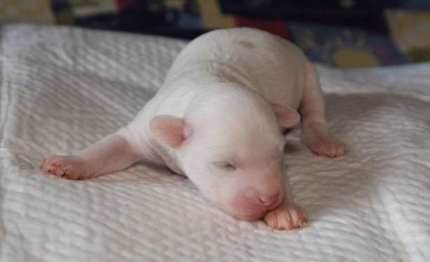 kitajskaja-hohlataja-sobaka-kupit-shchenka