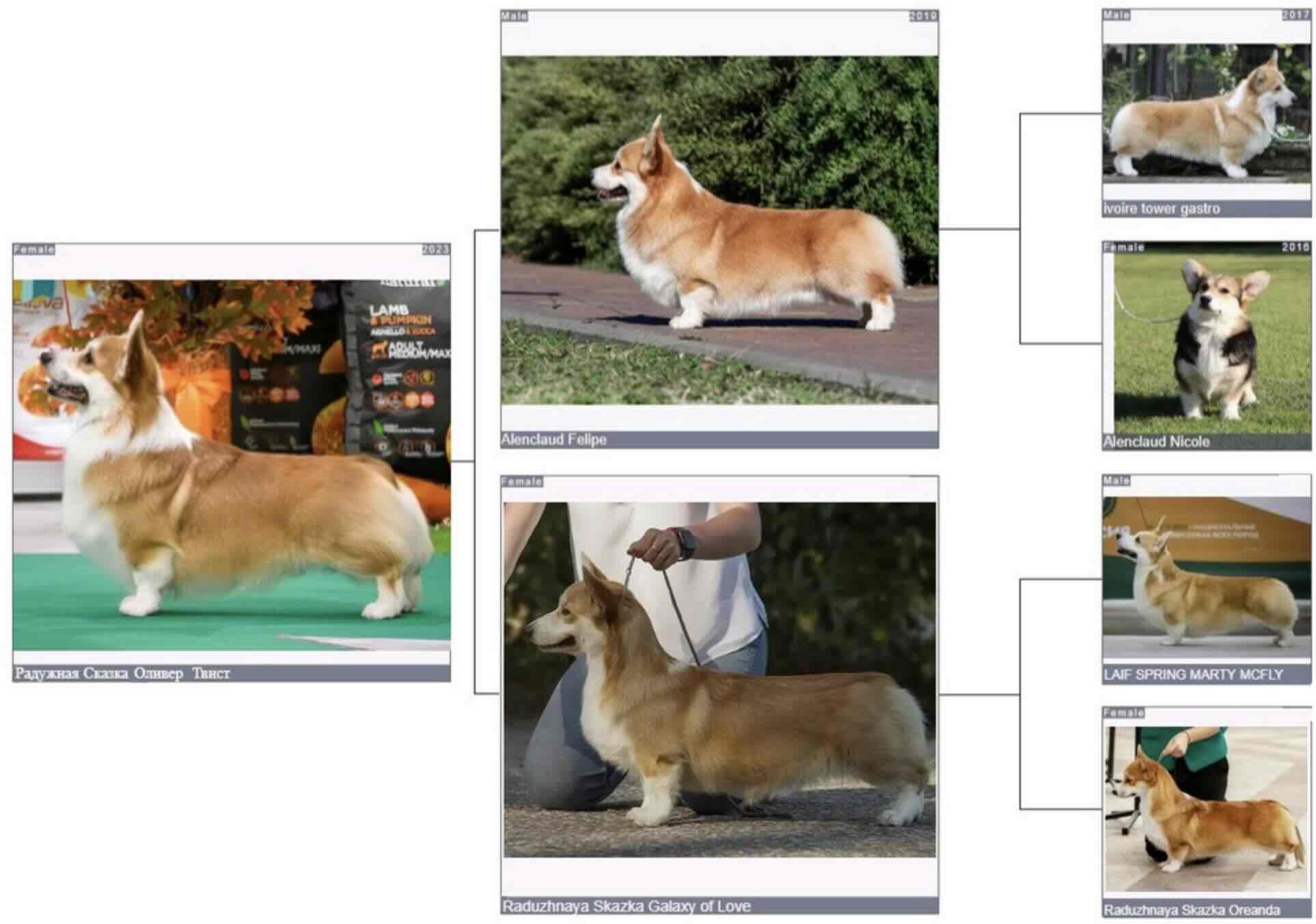 Родословная