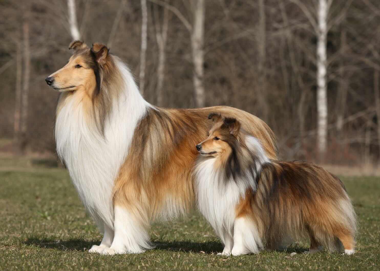 kolli-i-shelti-otlichiya-eksterera-i-standarta