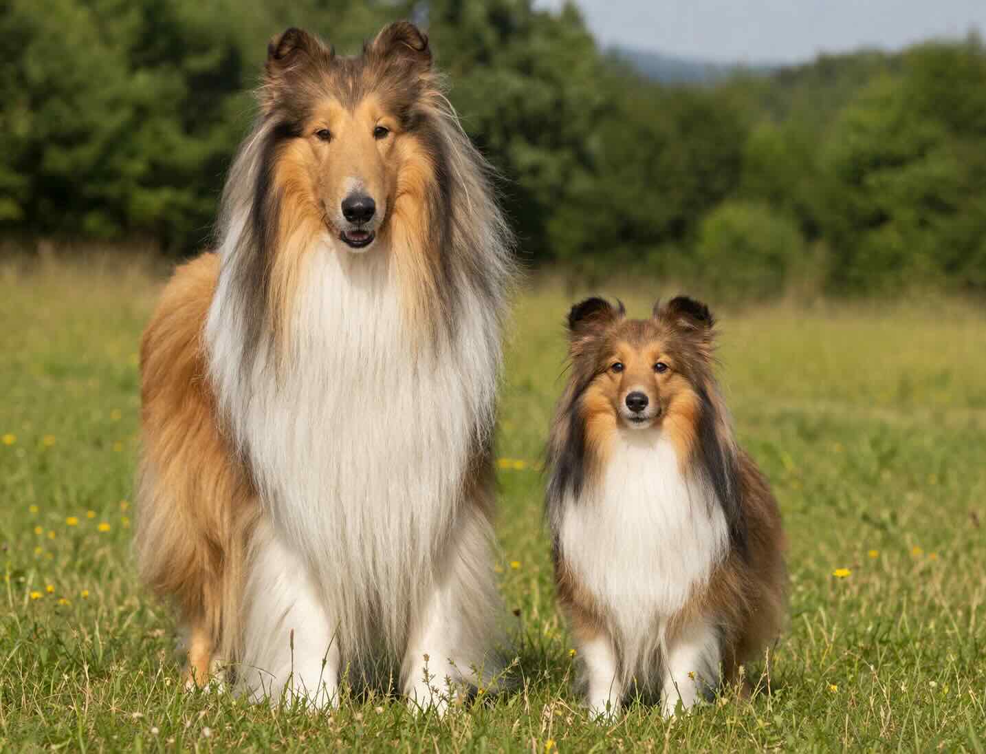 kolli-i-shelti-sravnenie-porod-i-razmerov