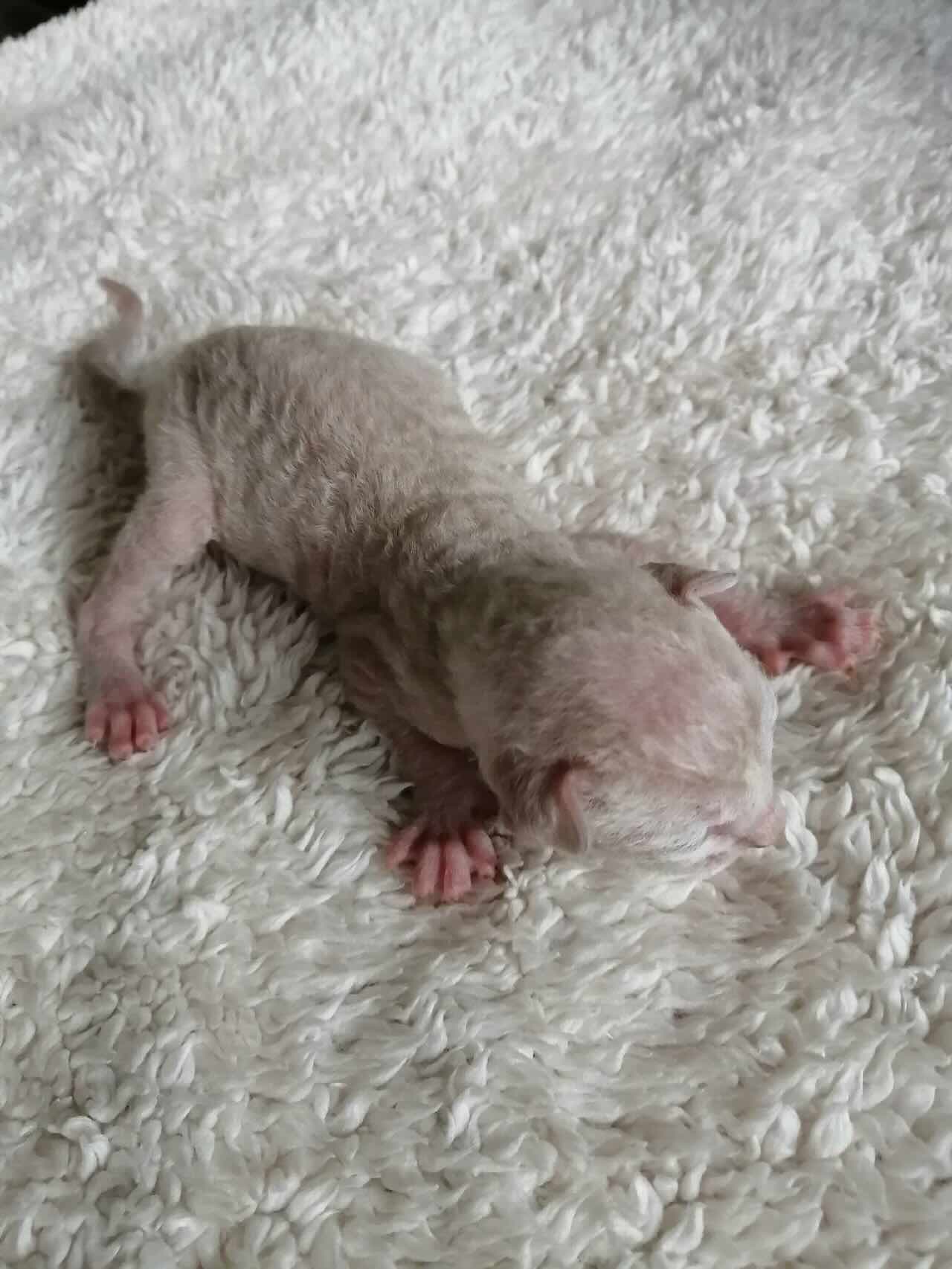 kornish-rex-kupit-porodistogo-kotenka