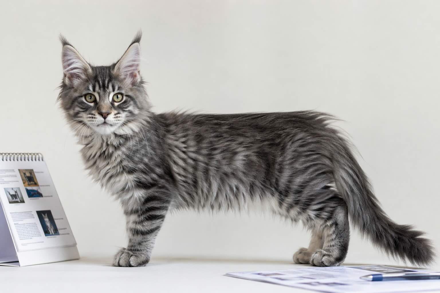 kotenok-meyn-kuna-kak-otlichit-porodnyy-tip