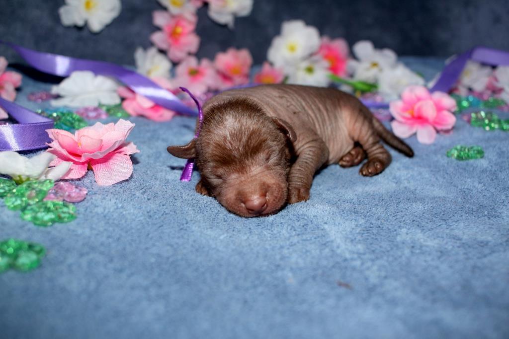 ksoloitckuintli-buy-puppy