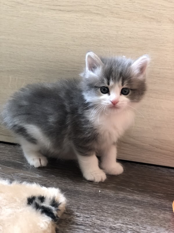 kupilskij-bobtail-kupit-kotenka-iz-pitomnika