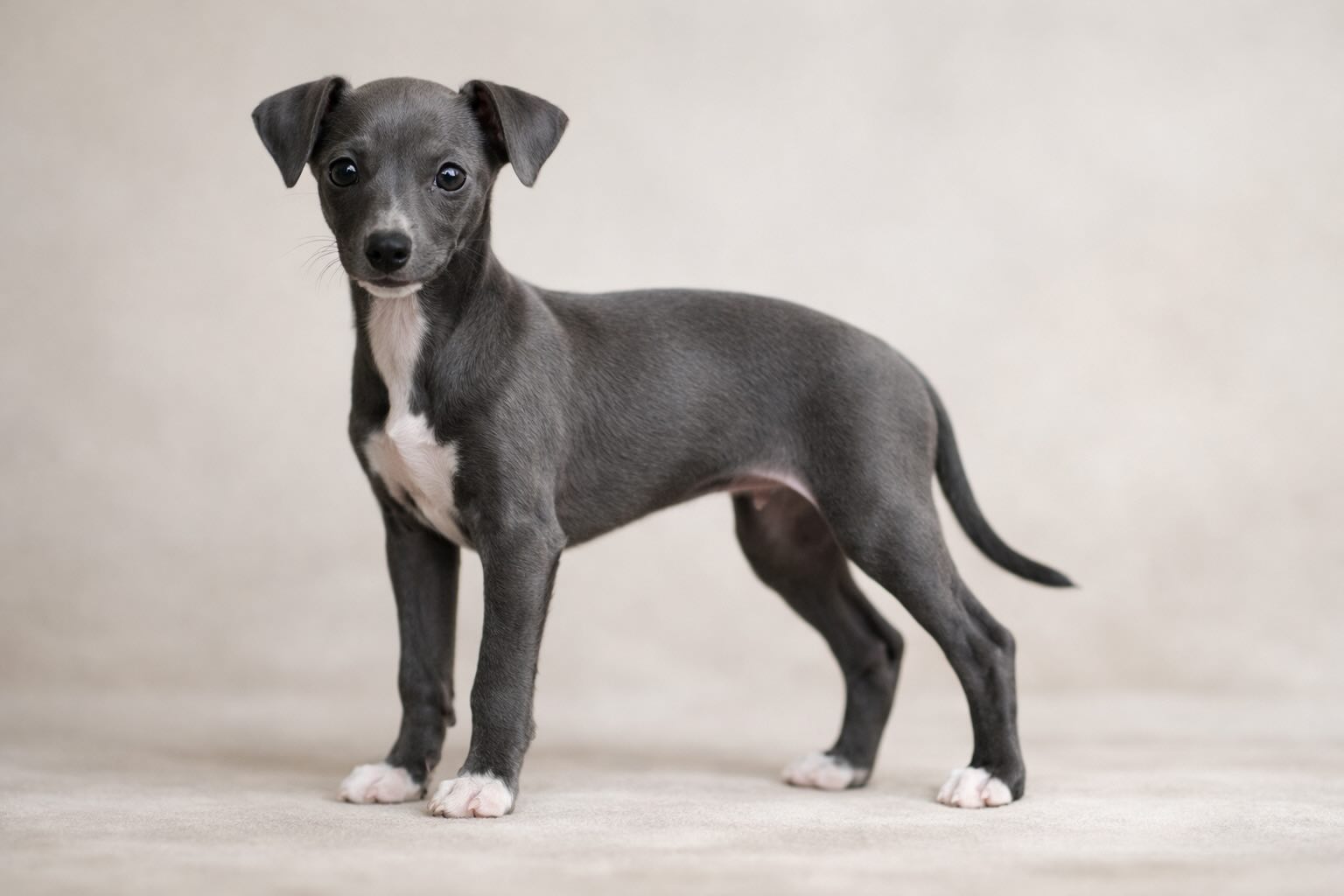 kupit-shchenka-levretki-bez-oshibok