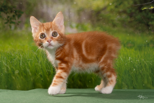 kurilskij-bobtail-buy-kitten