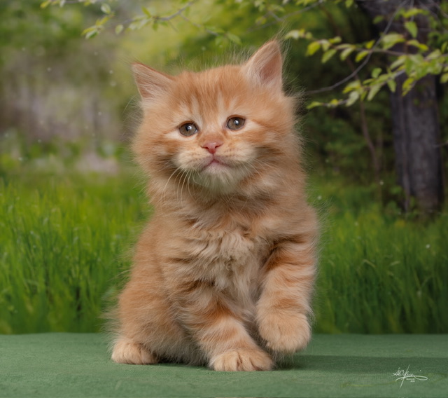 kurilskij-bobtail-kupit-koshku