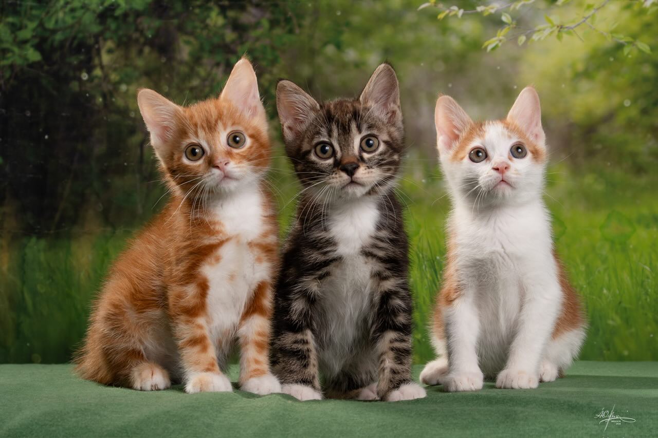 kurilskij-bobtail-kupit-koshku