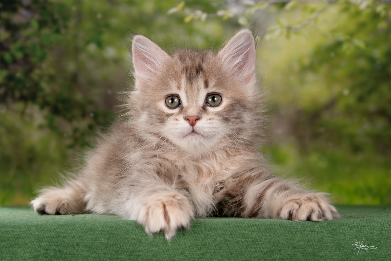 kurilskij-bobtail-kupit-kotenka-porodistogo