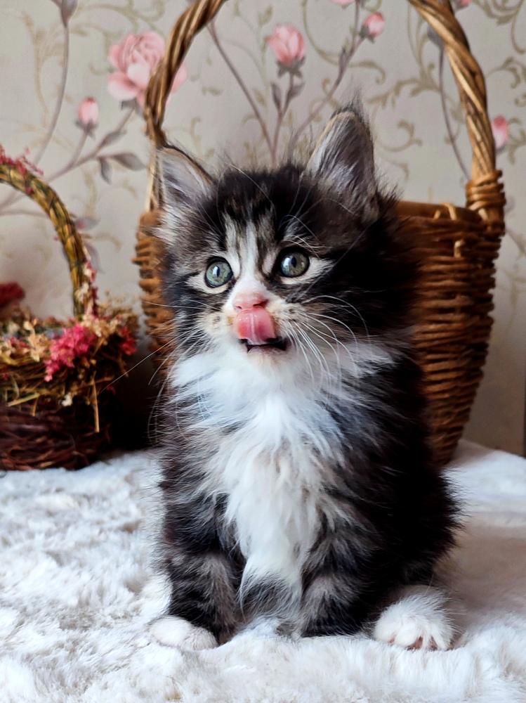 kurilskij-bobtail-kupit-kotenka