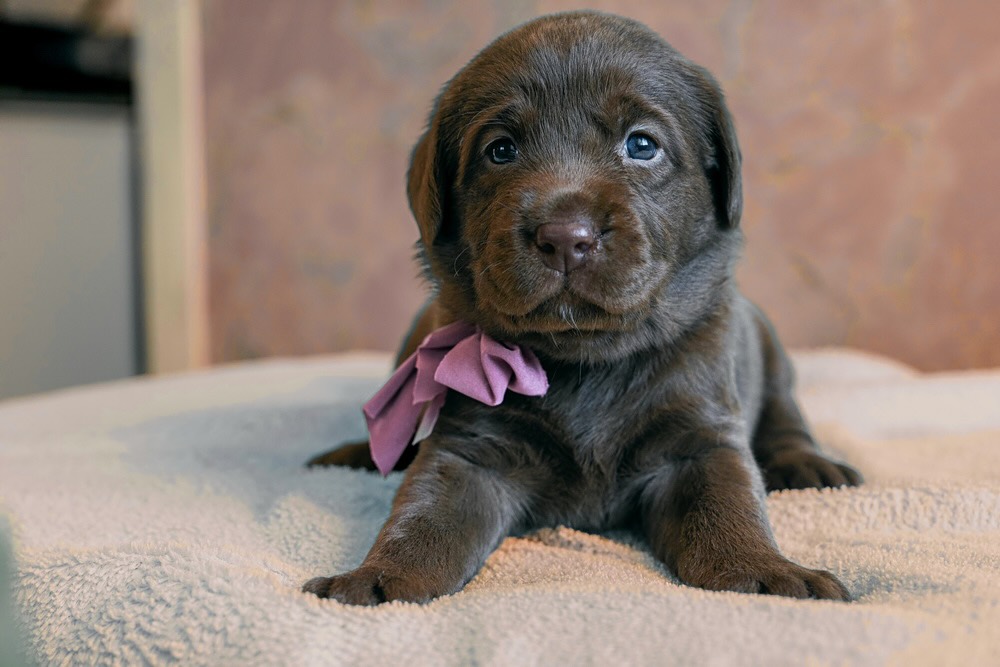 labrador-kupit-shchenka