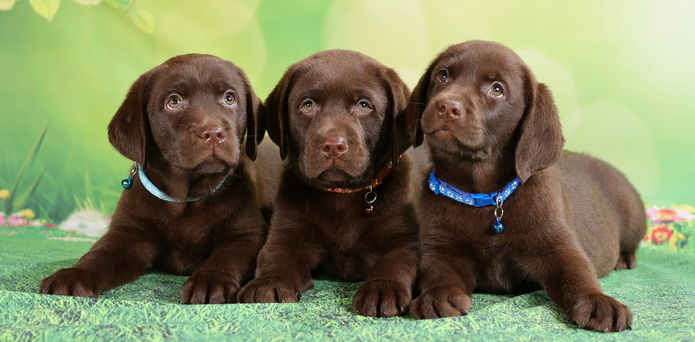 labrador-retriver-kupit-shchenka