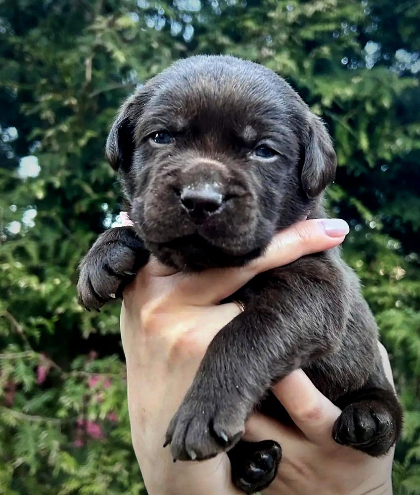 labrador-retriver-kupit-sobaku