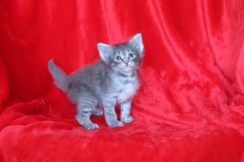 lesnaja-norvezhskaja-koshka-kupit-koshku