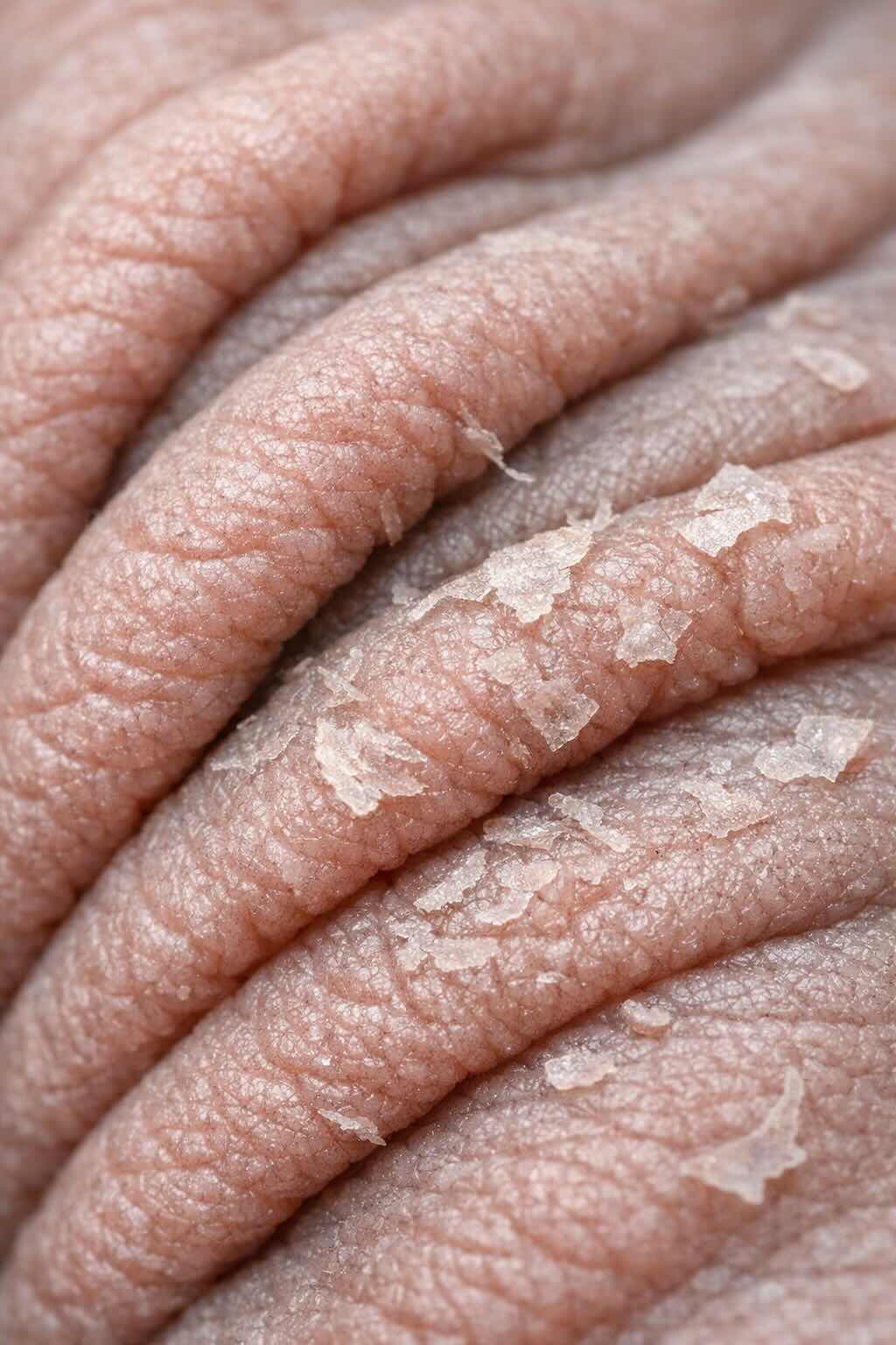 linka-sfinksa-zimoy-kozha