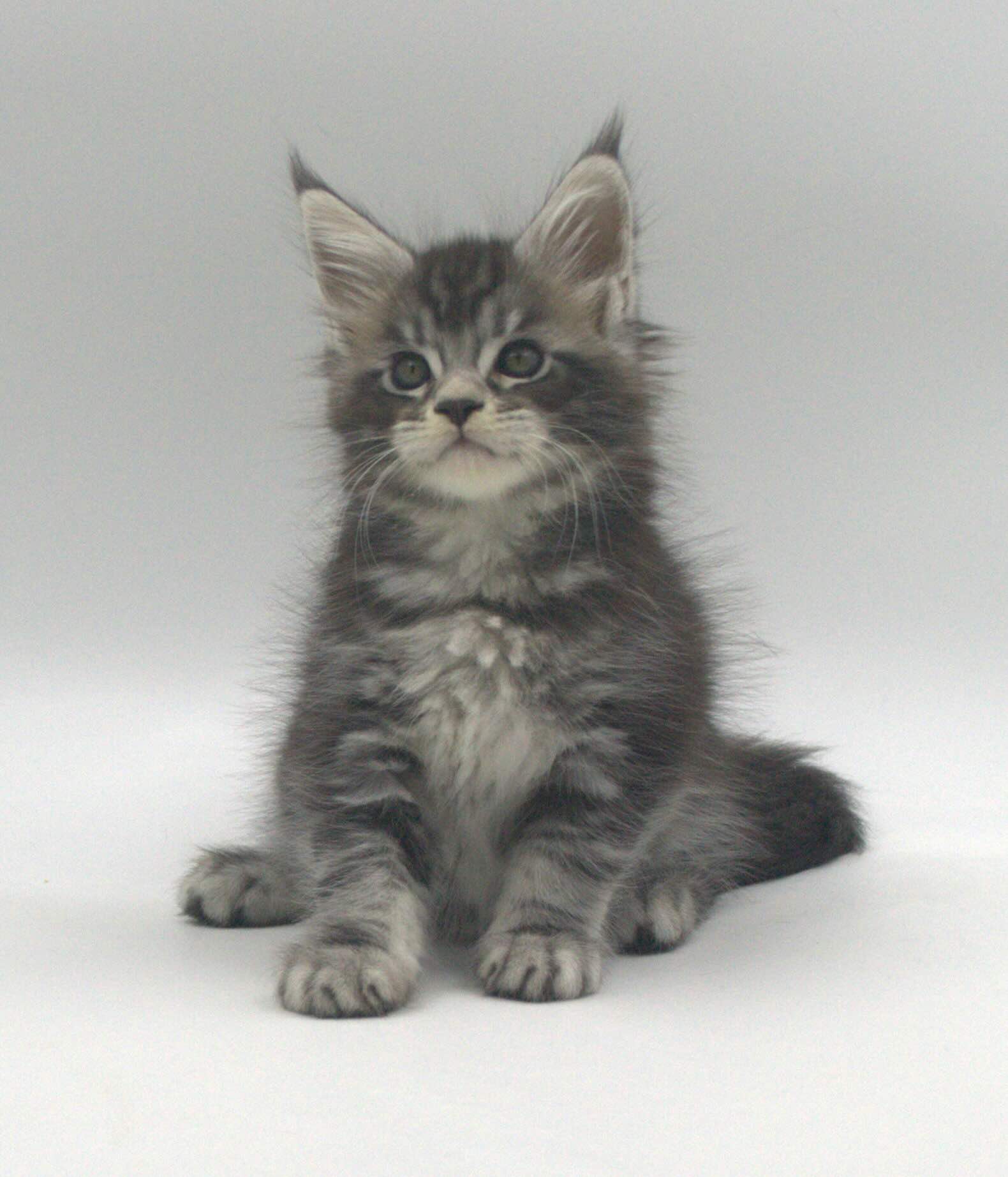 main-coon-buy-kitten