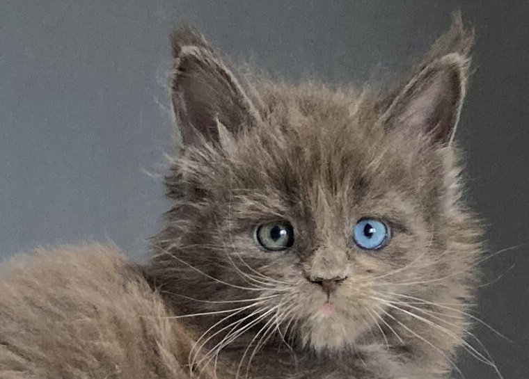 main-coon-buy-kitten