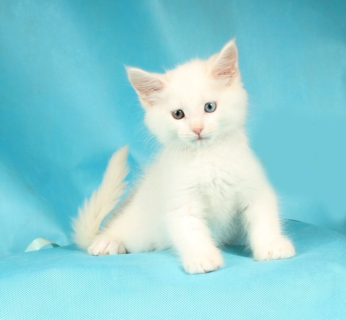 main-coon-buy-kitten-cost