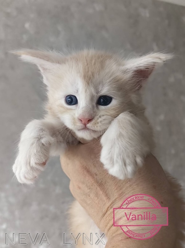 main-coon-buy-kitten-from-cattery