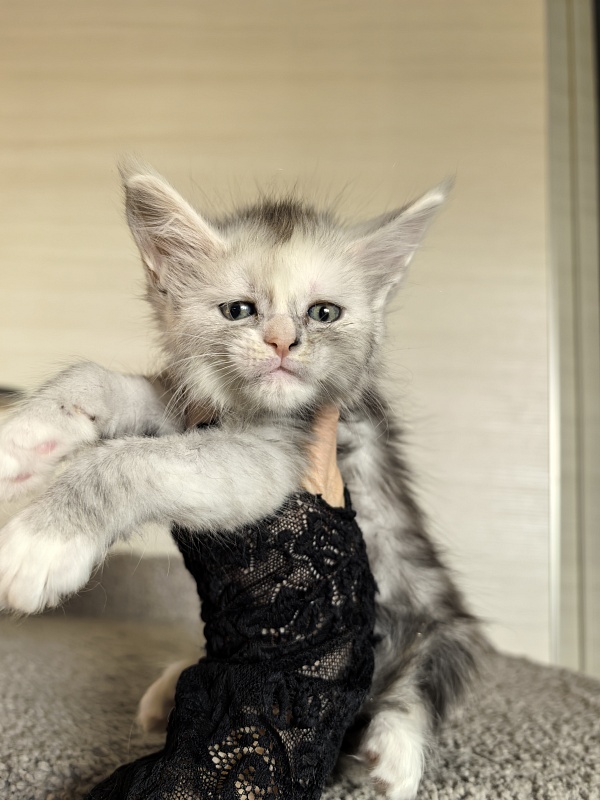 main-coon-kupit-kotenka-iz-pitomnika