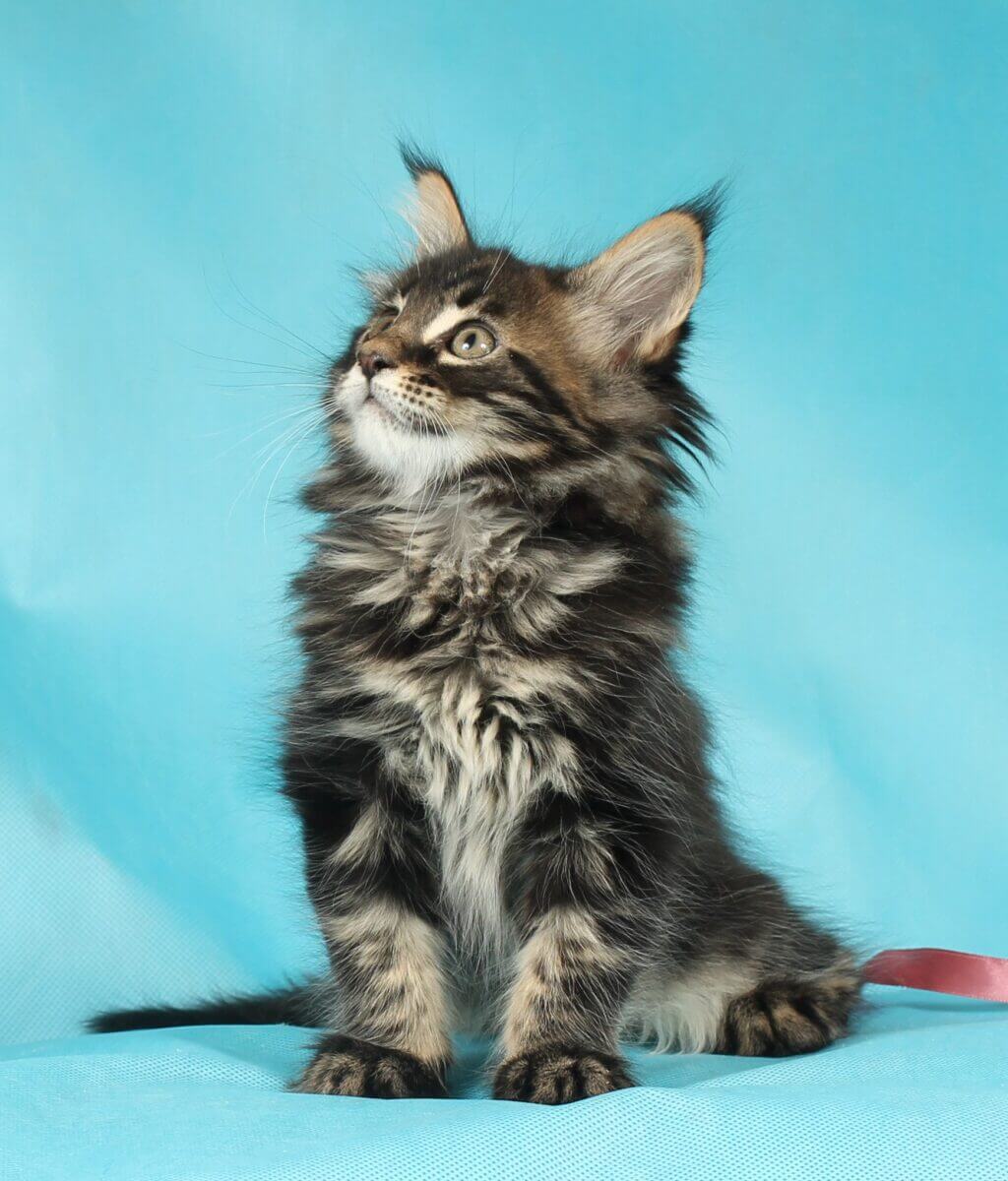 main-coon-kupit-kotenka-nedorogo