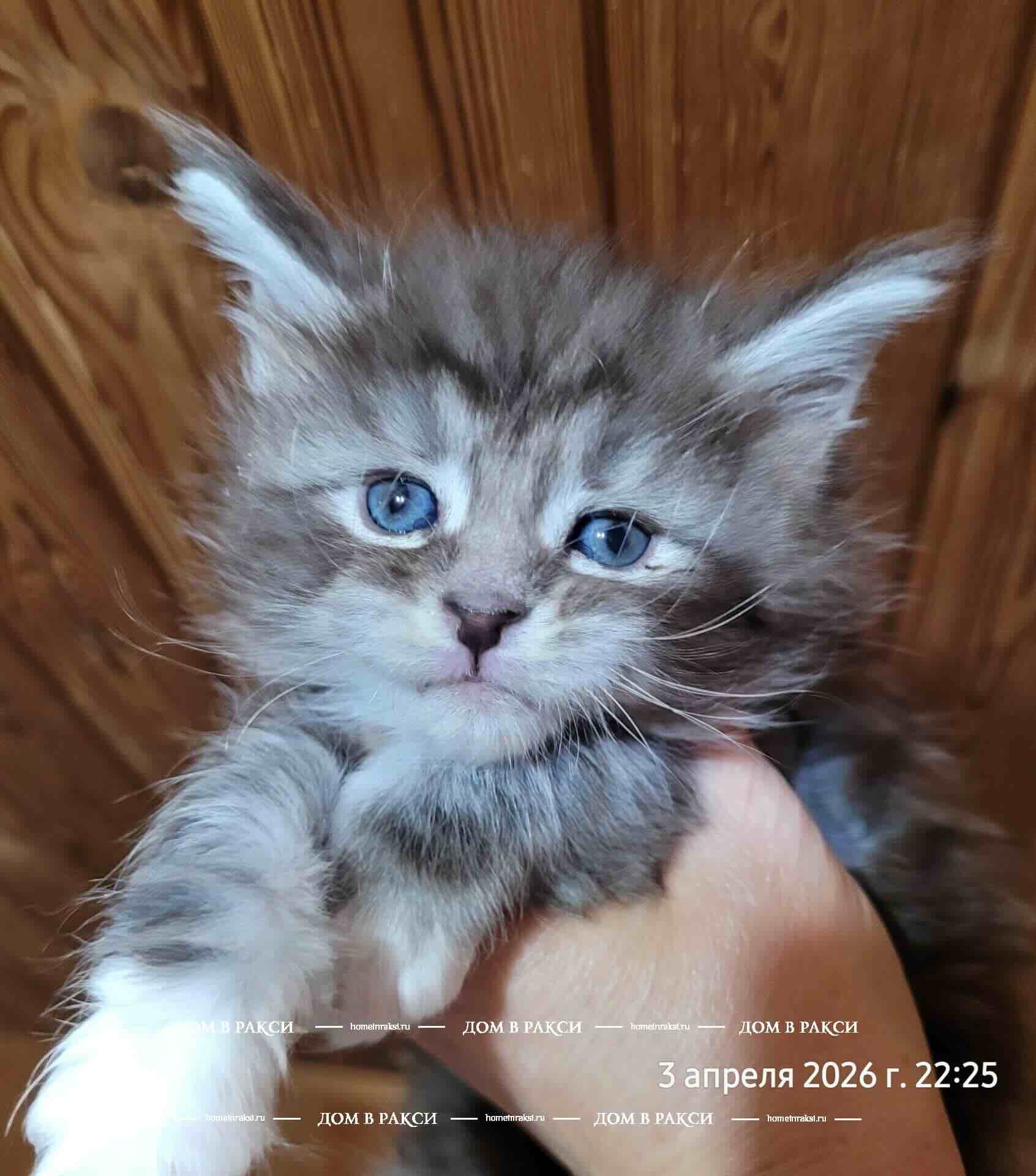 main-coon-kupit-kotenka