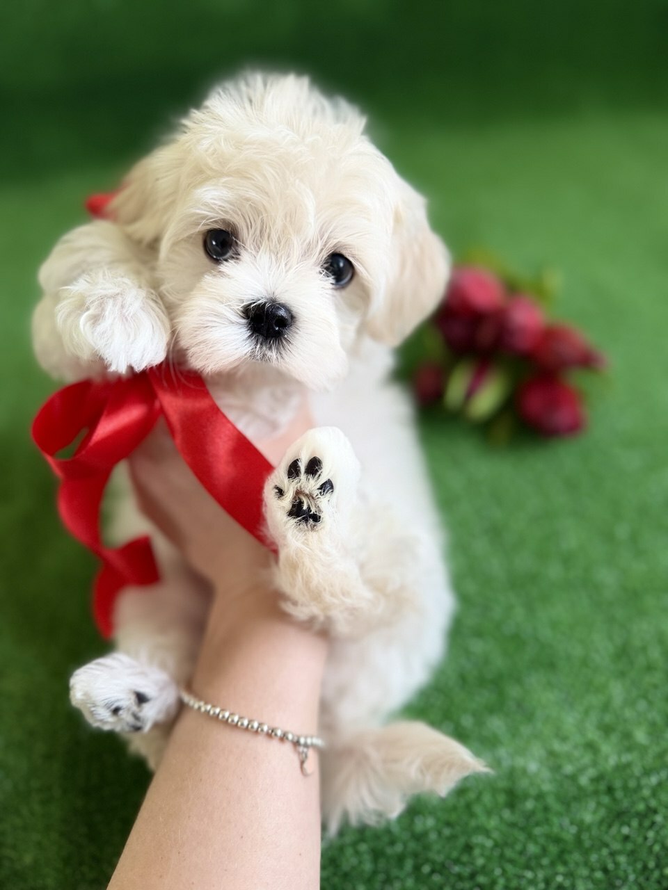 malteze-sobaka-gde-kupit-shchenka