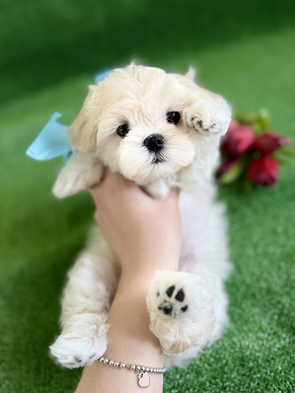 malteze-sobaka-kupit-shchenka