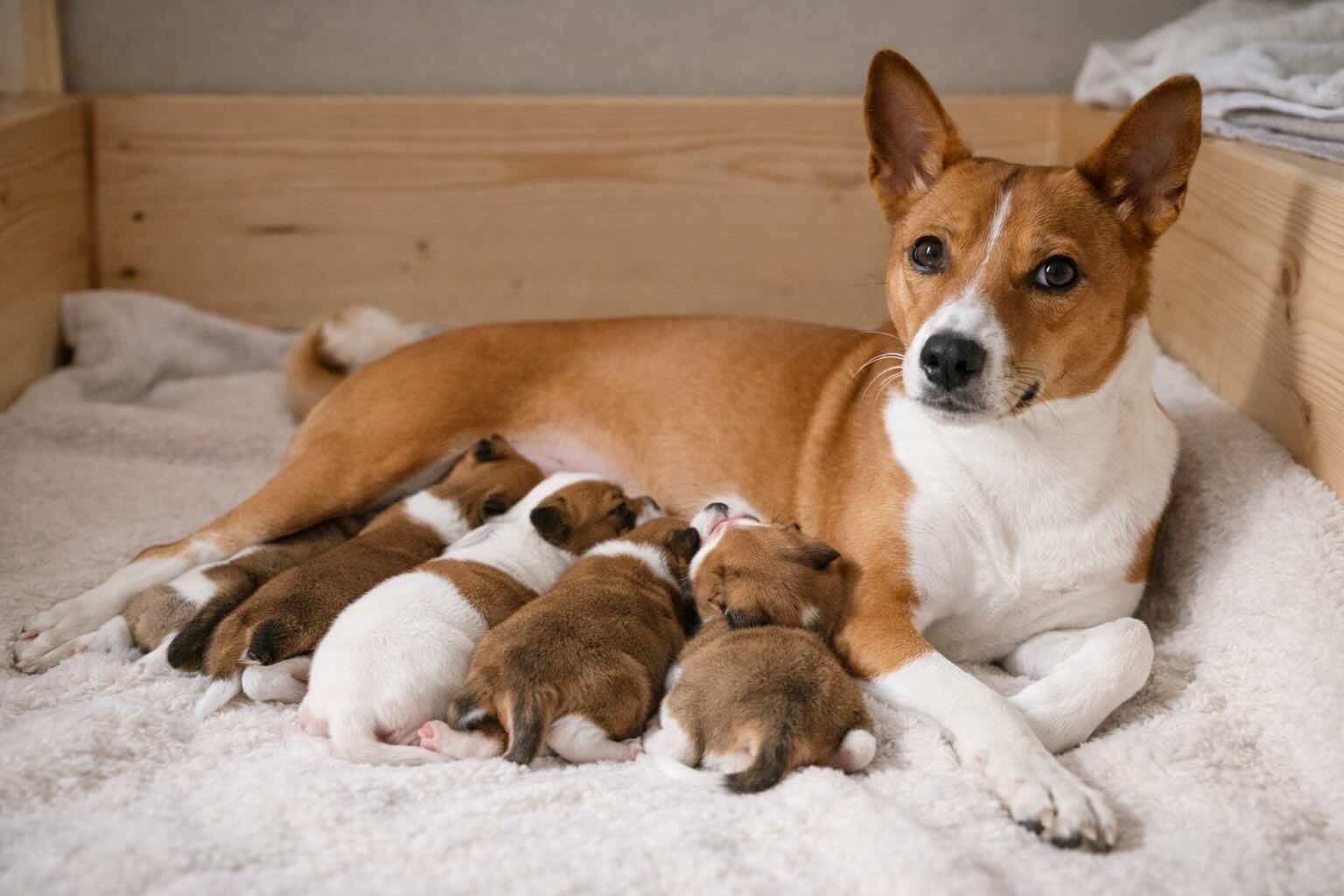 mat-shhenkov-basendzhi-poroda-sobak-basenji