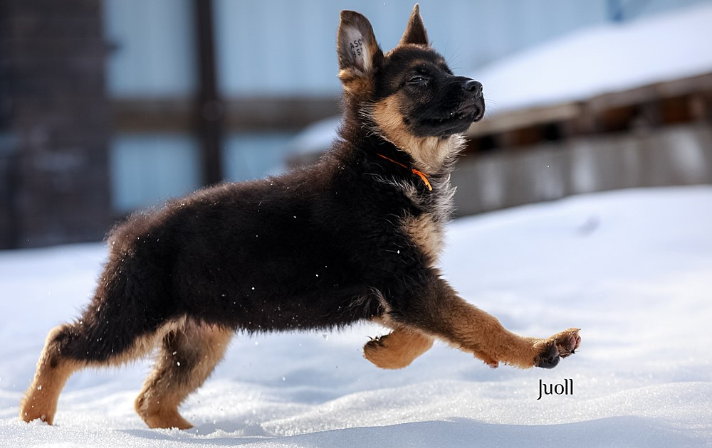 nemeckaja-ovcharka-buy-puppy