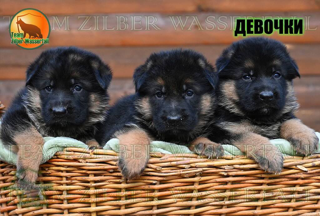 nemeckaja-ovcharka-kupit-porodistogo-shchenka