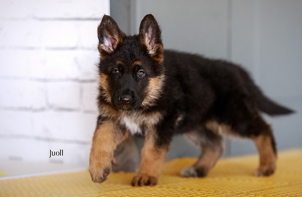 nemeckaja-ovcharka-kupit-shchenka