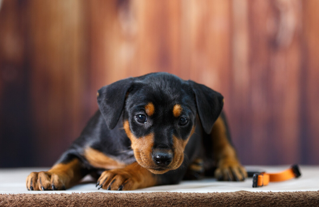 nemeckij-pincher-kupit-sobaku