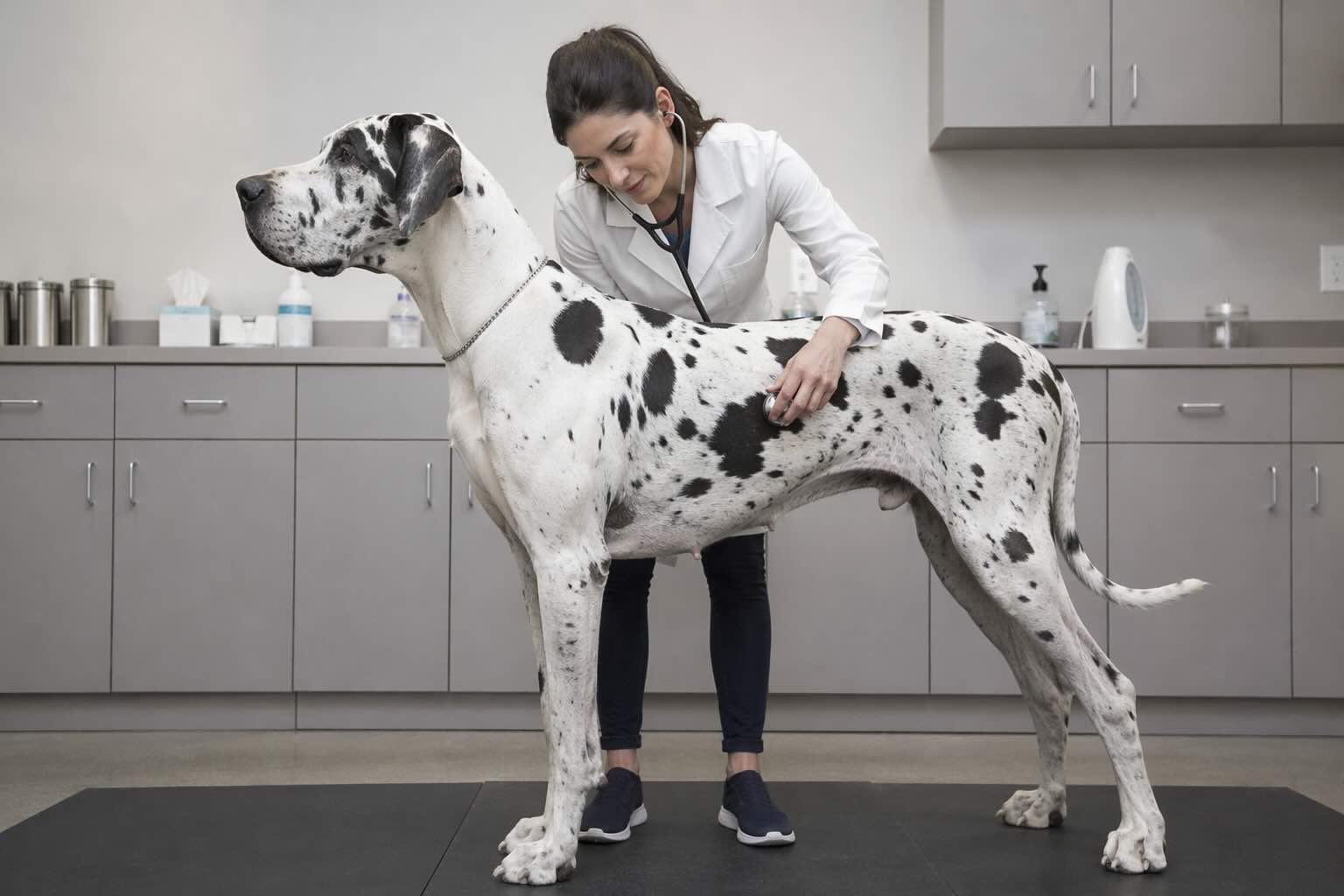 nemetskiy-dog-zdorove-gigantskaya-poroda-sobak