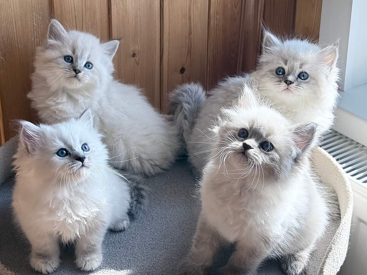 nevskaja-maskaradnaja-koshka-kotjata-2026