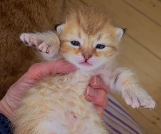 pixie-bob-kupit-kotenka-iz-pitomnika