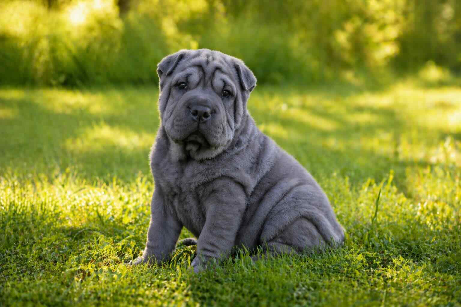 plyushevaya-sobaka-sharpey-sobaka-so-skladkami-mem