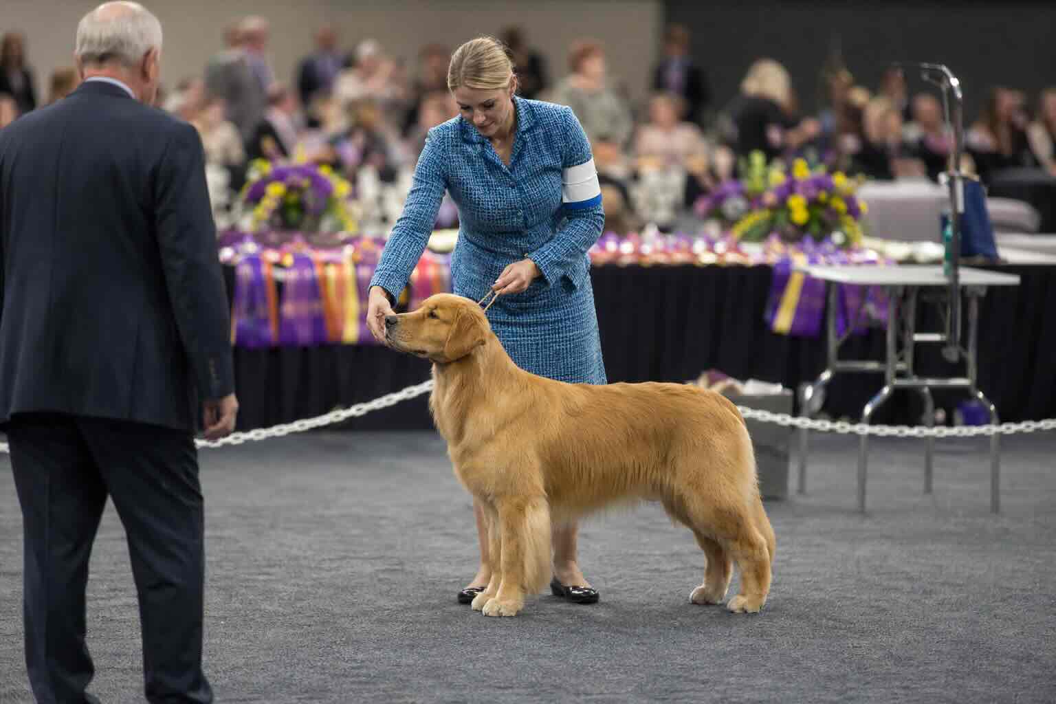 podtverzhdenie-kachestva-proizvoditeley-sobak