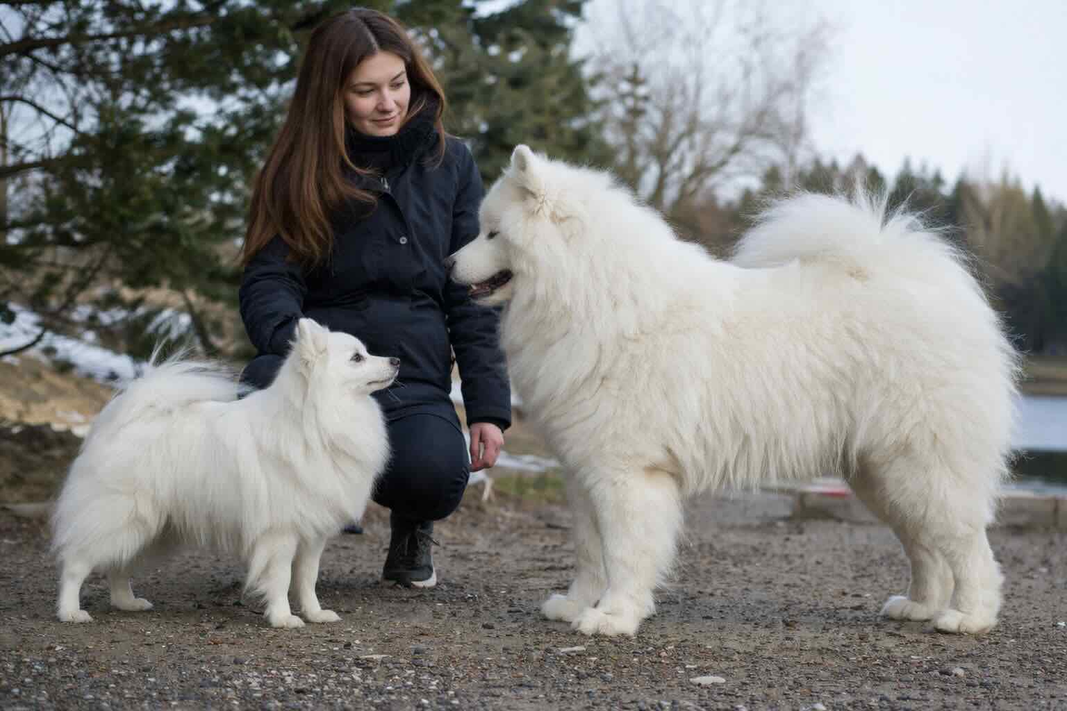 razmer-i-standart-porody-amerikanskaya-eskimosskaya-sobaka-i-samoed