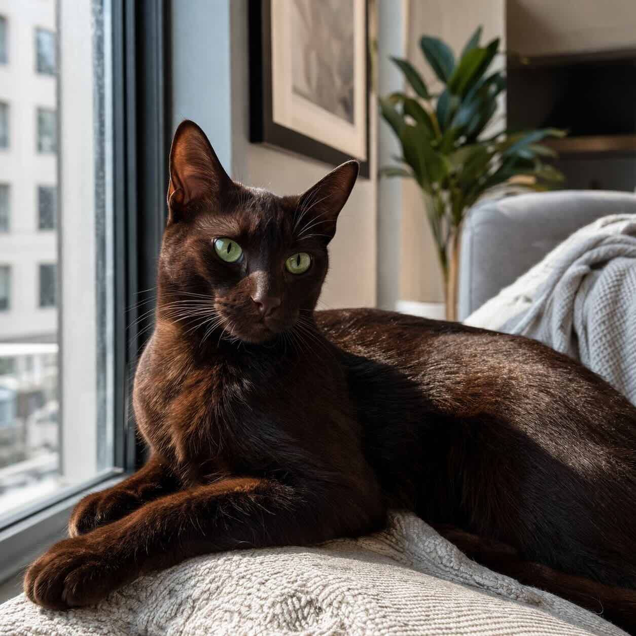 redkaya-poroda-gavana-braun-v-dome-modnaya-koshka