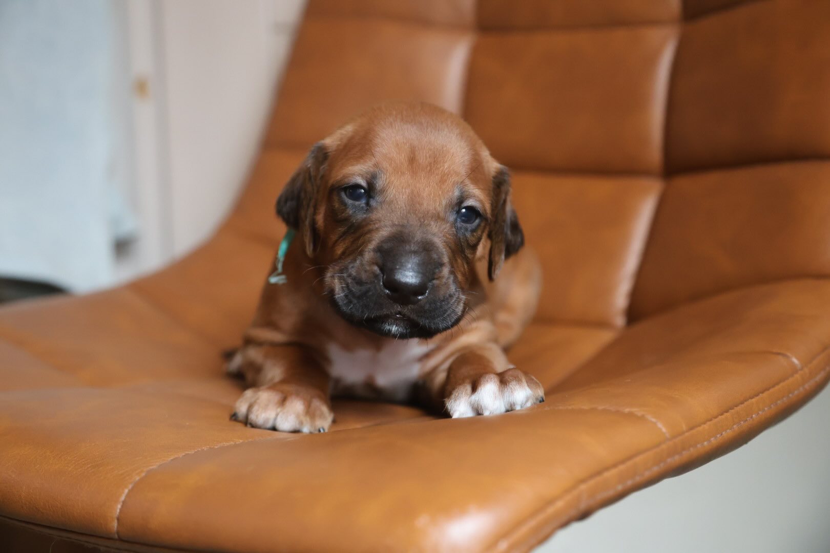 rodezijskij-ridzhbek-gde-kupit-shchenka