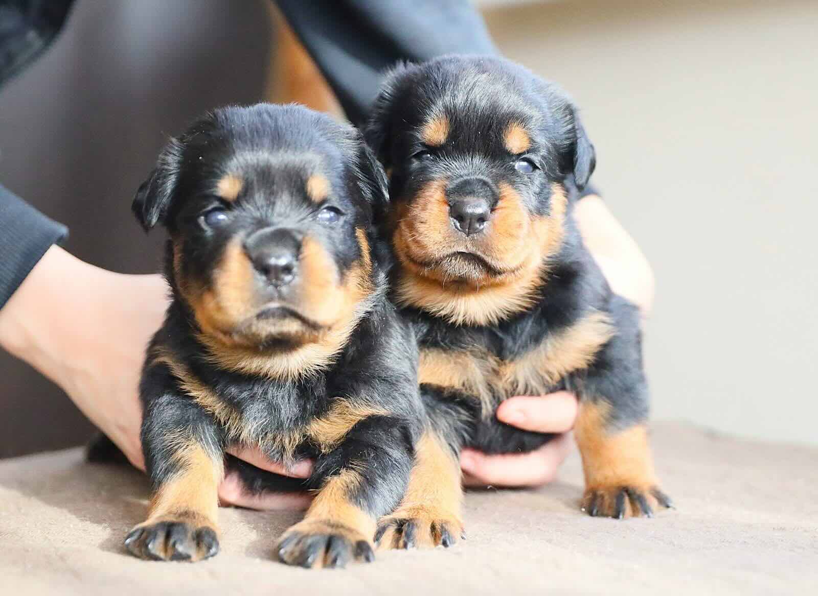 rotveiler-kupit-shchenka-moskva