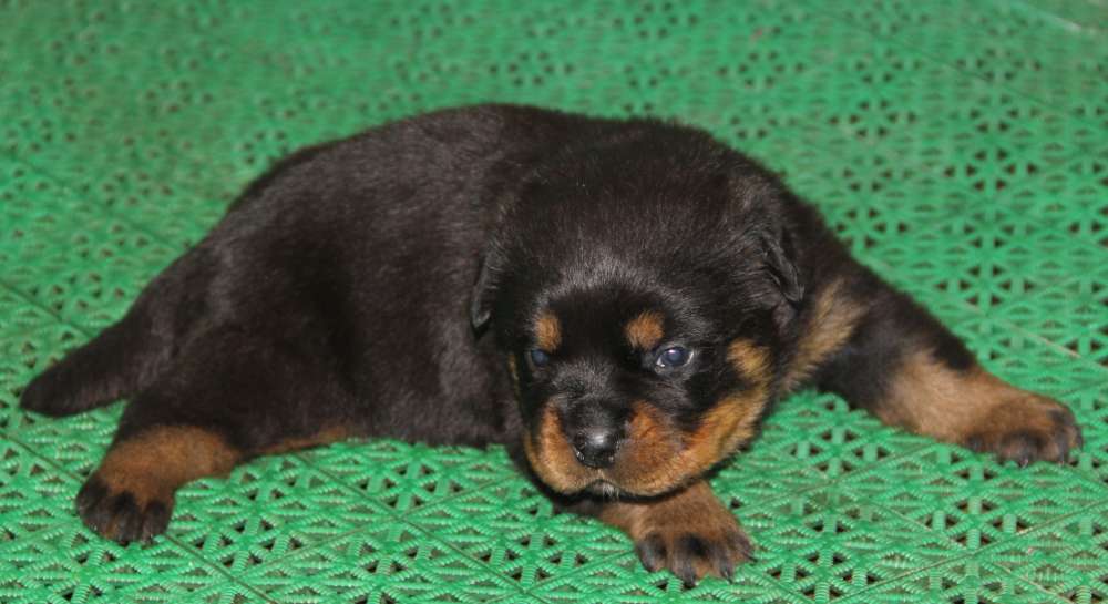 rotveiler-kupit-shchenka-porodistogo
