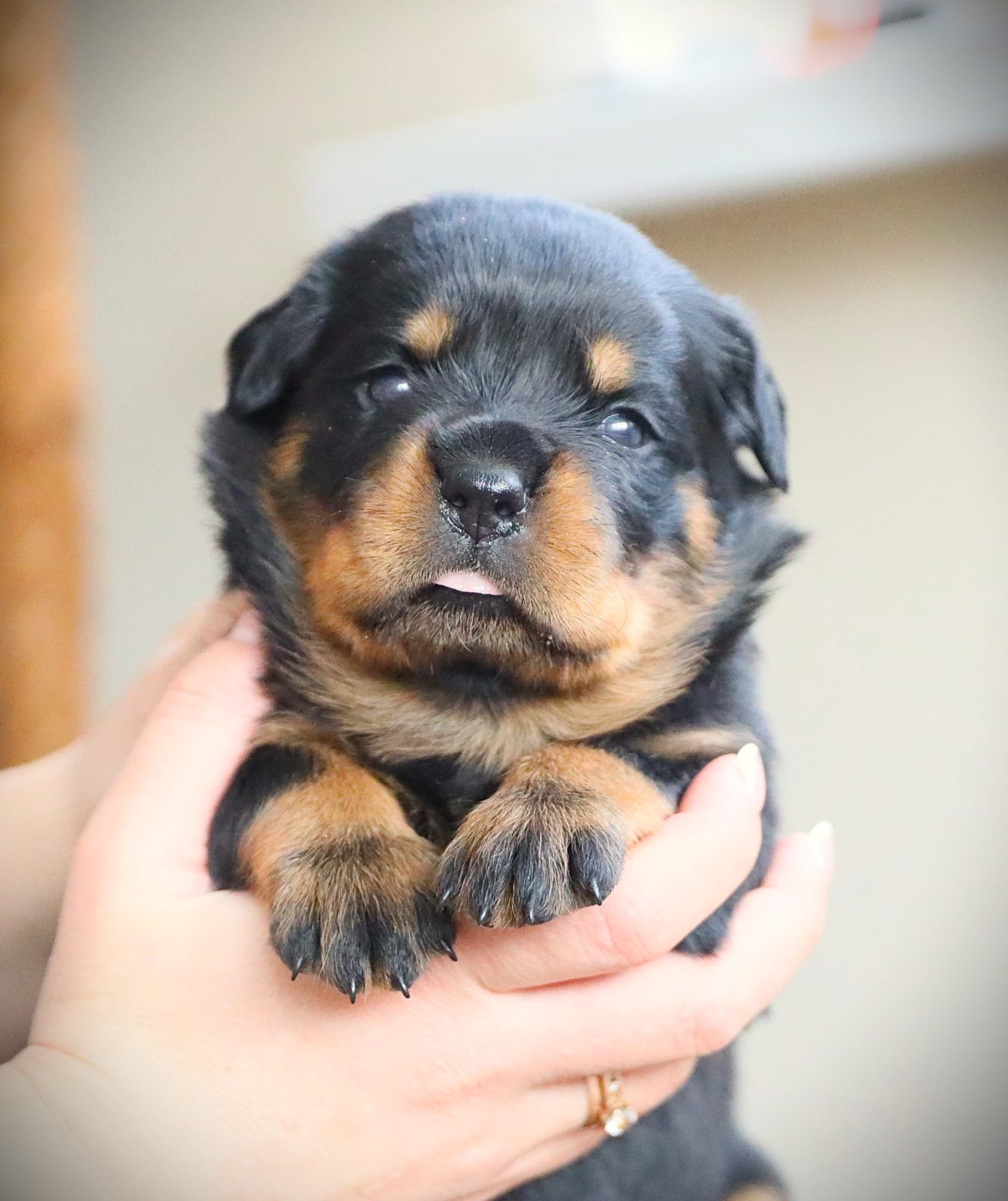 rotveiler-prodazha-shchenka