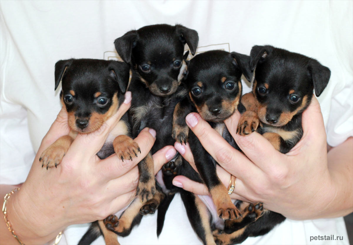 russkij-toy-terrier-kupit-shchenka-iz-pitomnika