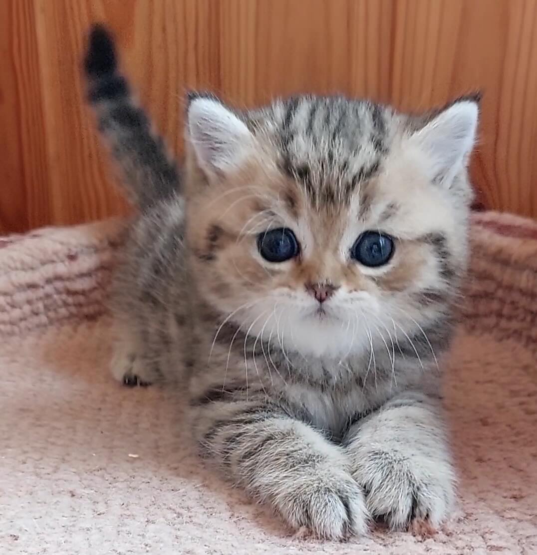 scottish-cat-buy-kitten-from-cattery