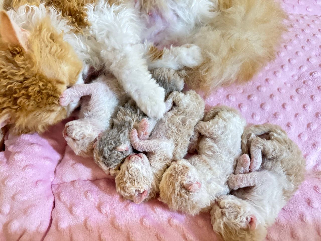 selkirk-rex-kupit-kotenka-ot-championov